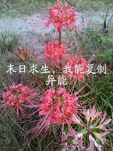 末世求生无异能